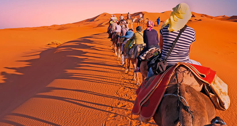 Camellos