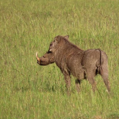 África